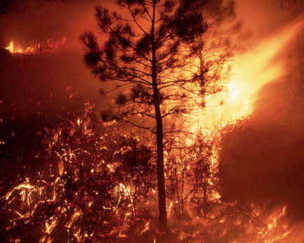 ?森林防火形勢(shì)依然十分嚴(yán)峻