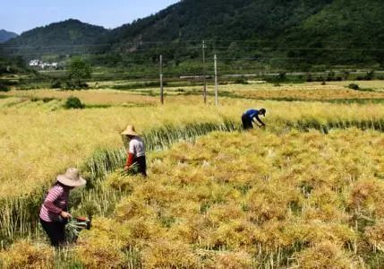 秸稈禁燒季 | 禁止一切露天焚燒秸稈行為！附縣政府禁燒通告、鎮(zhèn)政府倡議書